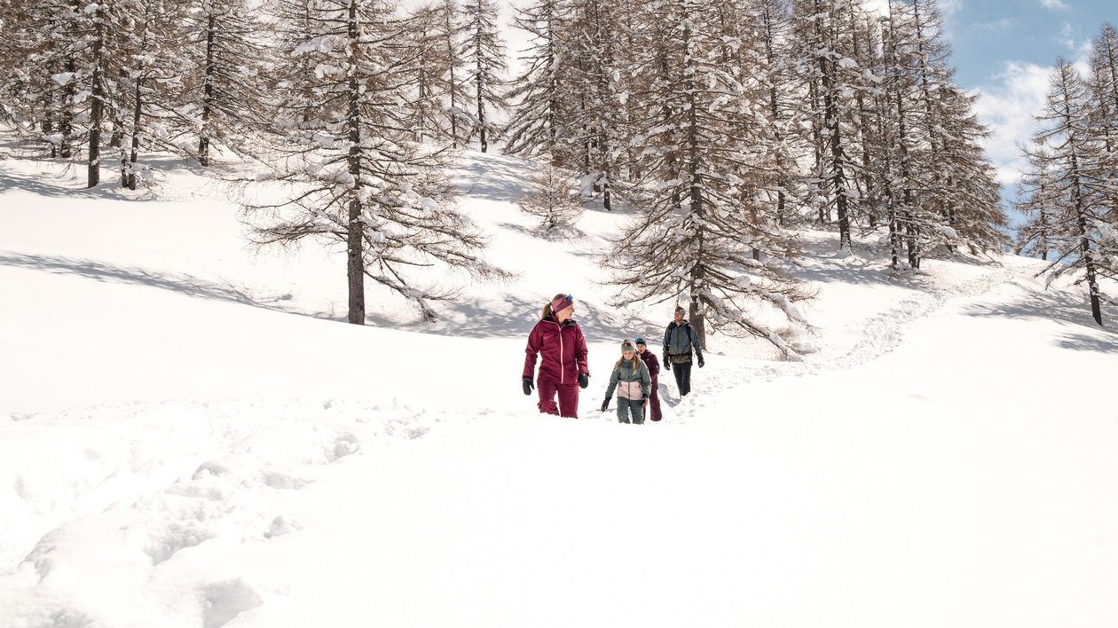 Drei Personen wandern auf einem schneebedeckten Hügel in einem Wald mit hohen Bäumen.