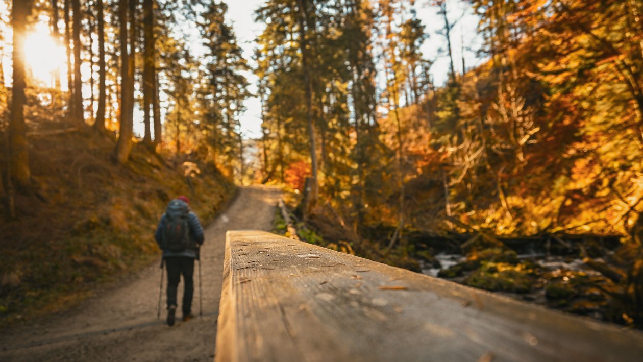 Eine Person geht auf einem Waldweg während des Herbstes, Sonnenstrahlen fallen durch die Bäume.