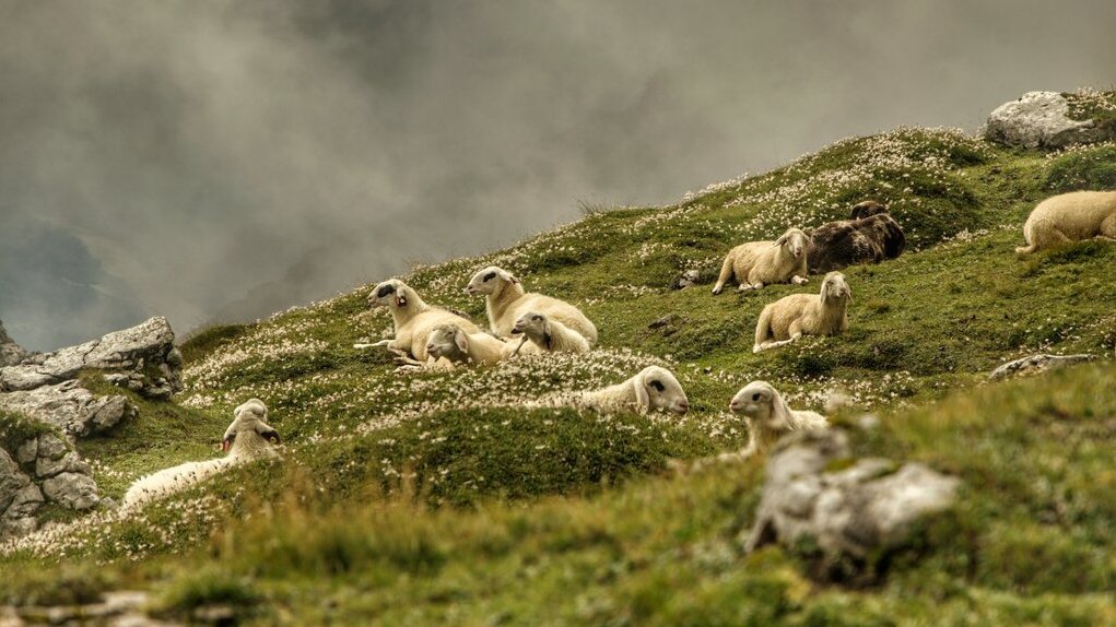 Schafe grasen auf einer grasbewachsenen Anhöhe in den Bergen unter Wolken. Ein friedliches Naturbild.